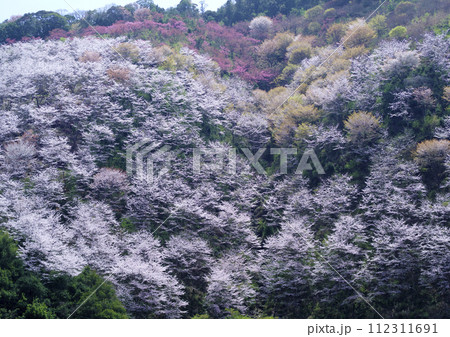 山一面に植えられたヤマザクラ、圧巻というほかはない 112311691