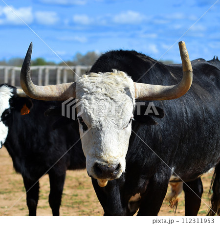 spanish bull with big horns in a spanish cattle raising 112311953