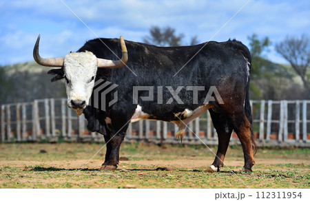 spanish bull with big horns in a spanish cattle raising 112311954