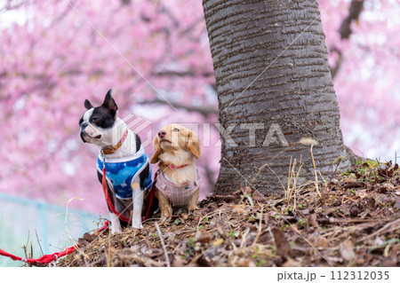 河川敷で散歩するボストンテリアとダックスフンド 河川敷で散歩するボストンテリアとダックスフンド 112312035