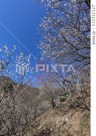 梅の花 梅の花 112312127