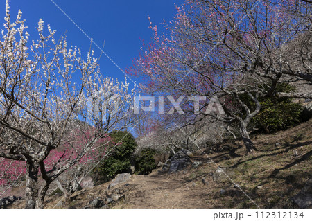 梅の花 112312134