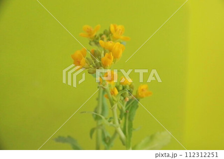 カブの花 112312251