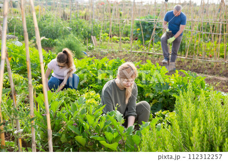 Woman caring for vegetable plants in backyard garden Woman caring for vegetable plants in backyard garden 112312257