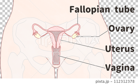 從正面看子宮的位置 - 簡單易懂的英文插圖 從正面看子宮的位置 - 簡單易懂的英文插圖 112312378