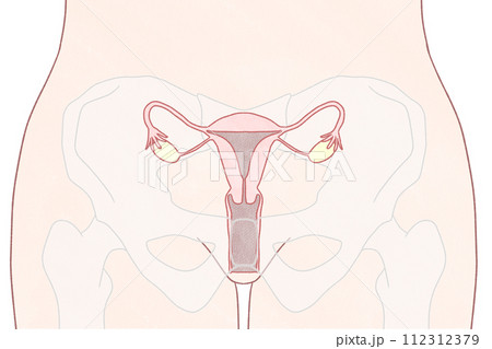 正面から見た子宮の位置 わかりやすい図解イラスト 正面から見た子宮の位置 わかりやすい図解イラスト 112312379
