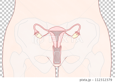 正面から見た子宮の位置 わかりやすい図解イラスト 正面から見た子宮の位置 わかりやすい図解イラスト 112312379