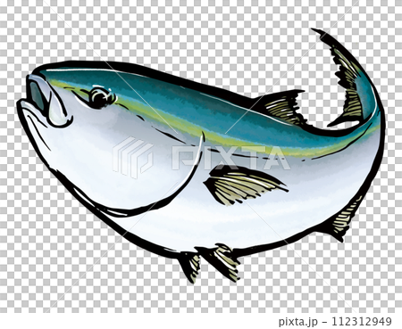 鰤魚 鰤魚圖 112312949