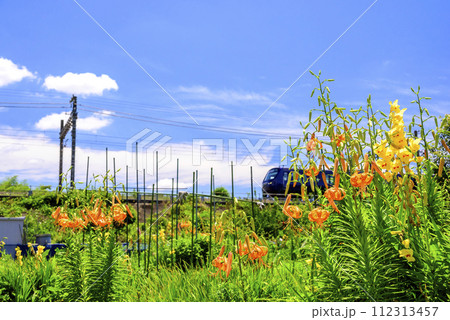 ゆりの花と電車の風景 ゆりの花と電車の風景 112313457