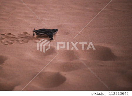 The green turtle is freed and is entering the sea. The green turtle is freed and is entering the sea. 112313643