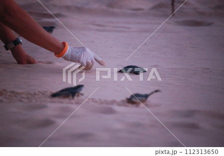 baby black leatherback turtle crawling into the sea in the evening baby black leatherback turtle crawling into the sea in the evening 112313650