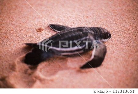 baby black leatherback turtle crawling into the sea in the evening baby black leatherback turtle crawling into the sea in the evening 112313651
