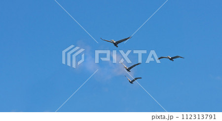 Formation, freedom and group of birds on blue sky together, animals in migration flight and travel in air. Nature, wings and flock flying with calm clouds, tropical summer and wildlife with feathers 112313791
