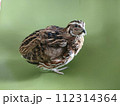 うずら 112314364