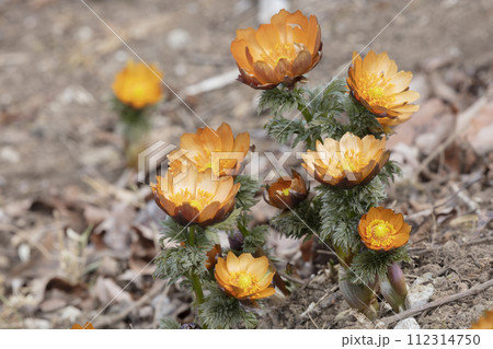 フクジュソウの花 112314750