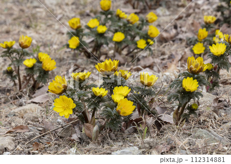 フクジュソウの花 フクジュソウの花 112314881