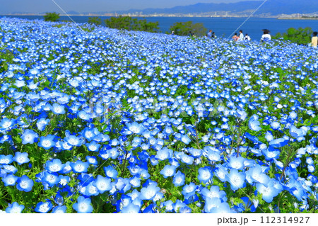 【大阪府】大阪まいしまシーサイドパークのネモフィラ 【大阪府】大阪まいしまシーサイドパークのネモフィラ 112314927