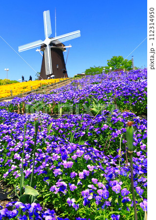 【大阪府】花博記念公園鶴見緑地の風車の丘（ビオラ） 112314950