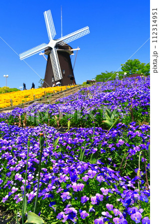 【大阪府】花博記念公園鶴見緑地の風車の丘（ビオラ） 112314951