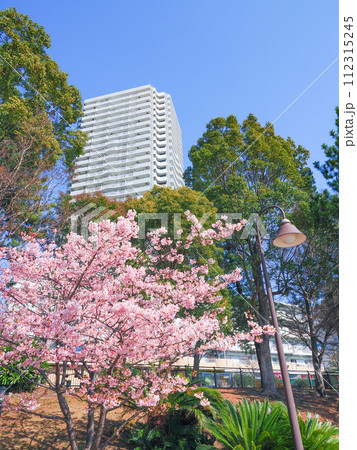 （東京都）お台場海浜公園の早咲き桜とタワーマンション 112315245