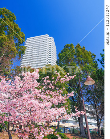 （東京都）お台場海浜公園の早咲き桜とタワーマンション 112315247