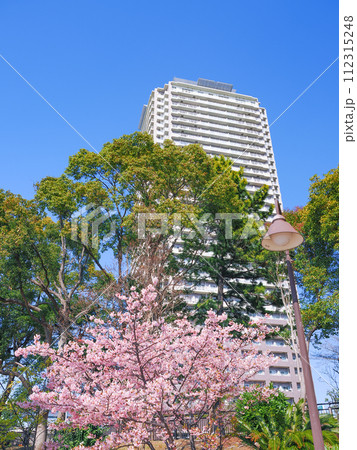 （東京都）お台場海浜公園の早咲き桜とタワーマンション 112315248