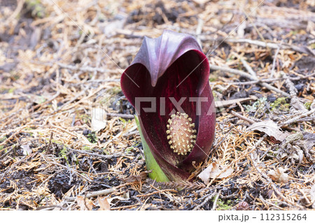 ザゼンソウの花 ザゼンソウの花 112315264