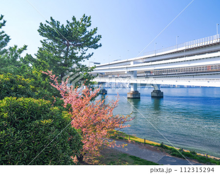 (東京都)お台場海浜公園の早咲きの桜とレインボーブリッジ (東京都)お台場海浜公園の早咲きの桜とレインボーブリッジ 112315294
