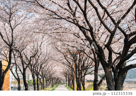 Miryang River park cherry blossoms road in Miryang, Korea 112315336