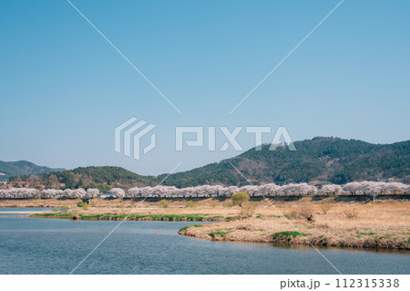 View of Miryang River park with cherry blossoms in Miryang, Korea 112315338