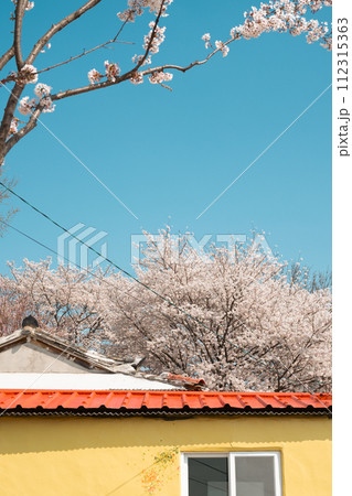 Cherry blossoms house in Miryang, Korea Cherry blossoms house in Miryang, Korea 112315363