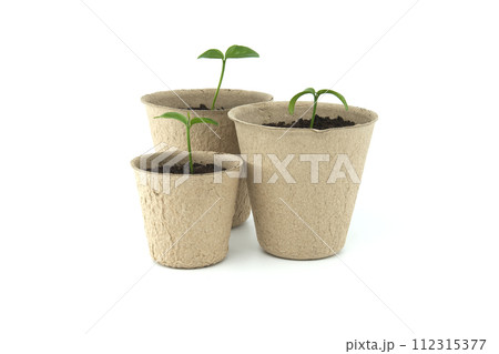 Green seedlings sprouting from pots placed on white Green seedlings sprouting from pots placed on white 112315377