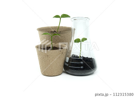 Sprouting from pot and conical glass flask with green plant Sprouting from pot and conical glass flask with green plant 112315380