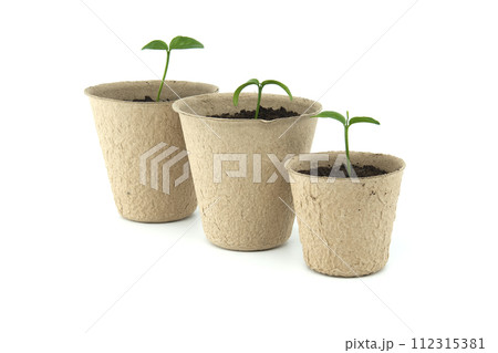 Green seedlings sprouting from pots placed on white 112315381