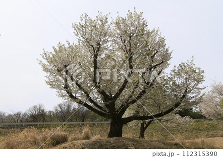 伊豆稲取の満開の桜 112315390