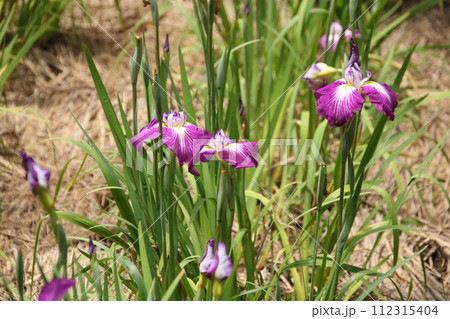 ハナショウブ 紅梅の香⑧ 112315404