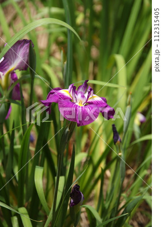 ハナショウブ 紅梅の香⑨ 112315405