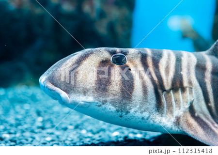 Zebra bullhead shark (Heterodontus zebra) swimming in the sea 112315418