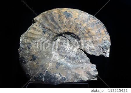 Fossil of Arctoceras subhydaspis Kiparisova 1961 (ceratite) on black 112315421