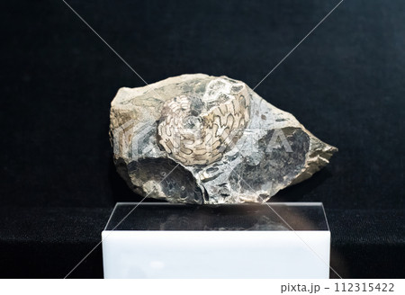 Fossil of Arctoceras septentrionale  on black 112315422