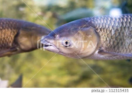 Cyprinus rubrofuscus, the Amur carp in Amur river in Russia Cyprinus rubrofuscus, the Amur carp in Amur river in Russia 112315435