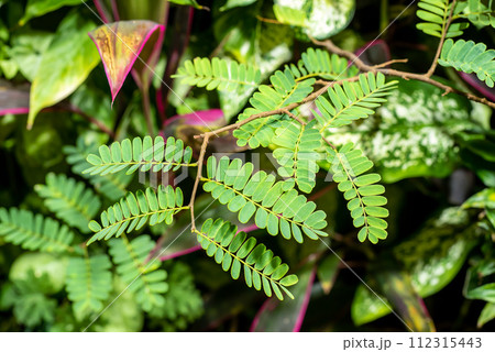 Leucaena leucocephala or jumbay, pearl wattle Leucaena leucocephala or jumbay, pearl wattle 112315443