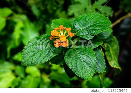 Lantana camara (common lantana) flowers growing in Nha Trang Vietnam 112315445