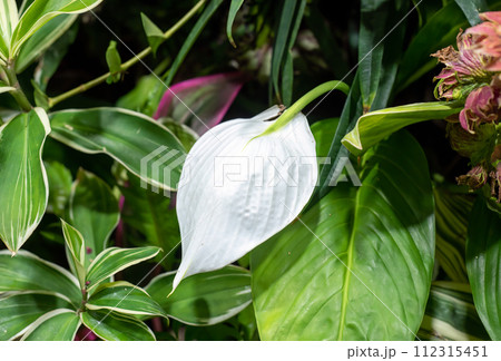 Spathiphyllum cochlearispathum commonly called peace lily growing in Vietnam Spathiphyllum cochlearispathum commonly called peace lily growing in Vietnam 112315451