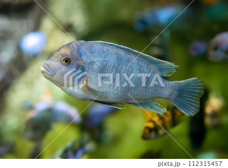 The zebra mbuna (Maylandia zebra) fish in aquarium The zebra mbuna (Maylandia zebra) fish in aquarium 112315457