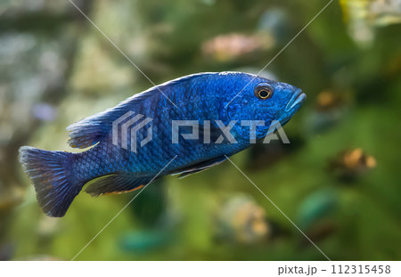 The electric blue hap (Sciaenochromis ahli) in aquarium in Thailand 112315458