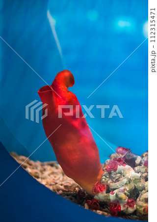 Halocynthia aurantium, commonly known as the sea peach in aquarium Halocynthia aurantium, commonly known as the sea peach in aquarium 112315471