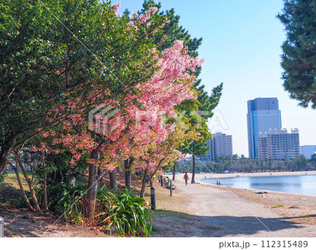 (東京都)お台場海浜公園の早咲きの桜とビーチ (東京都)お台場海浜公園の早咲きの桜とビーチ 112315489