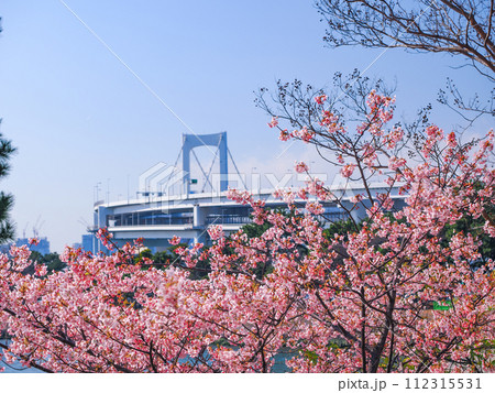 (東京都)お台場海浜公園の早咲きの桜越しにレインボーブリッジ (東京都)お台場海浜公園の早咲きの桜越しにレインボーブリッジ 112315531