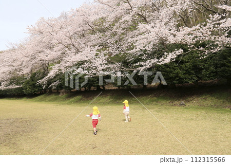 伊豆稲取の公園の桜 伊豆稲取の公園の桜 112315566
